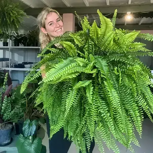 🌲BUY 1 GET 1 FREE (2 PCS)🔥24Inch Large UV Artificial Ferns for Outdoors--No watering, No fading